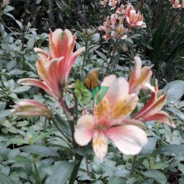 Bunga Peruvian Lily Orange