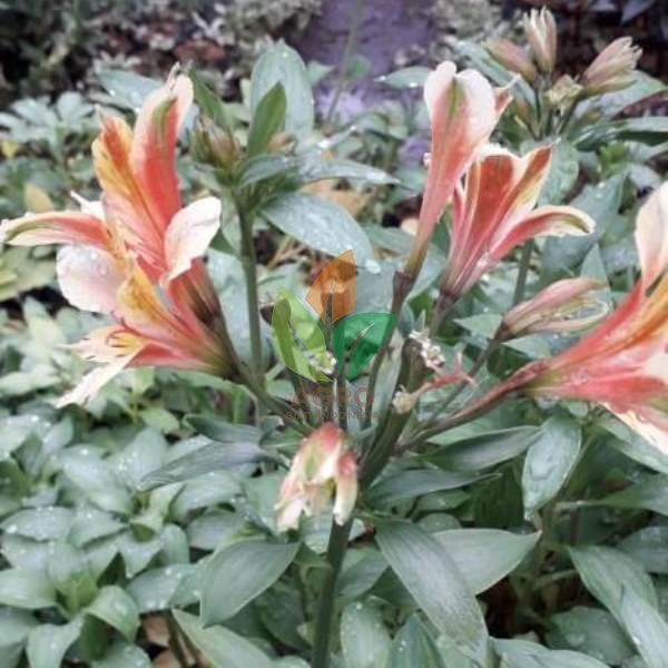 Bunga Peruvian Lily Orange