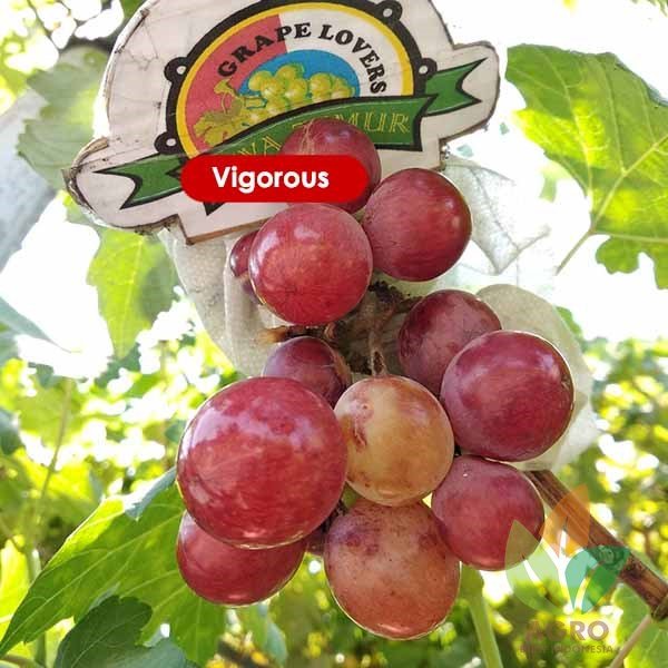 Anggur Import Vigorous