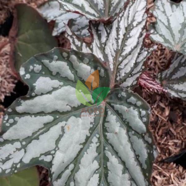 Begonia Angel Silver