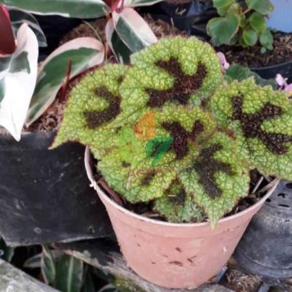 Begonia Iron Cross