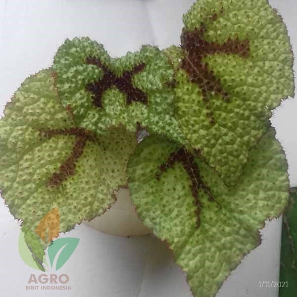 Begonia Iron Cross