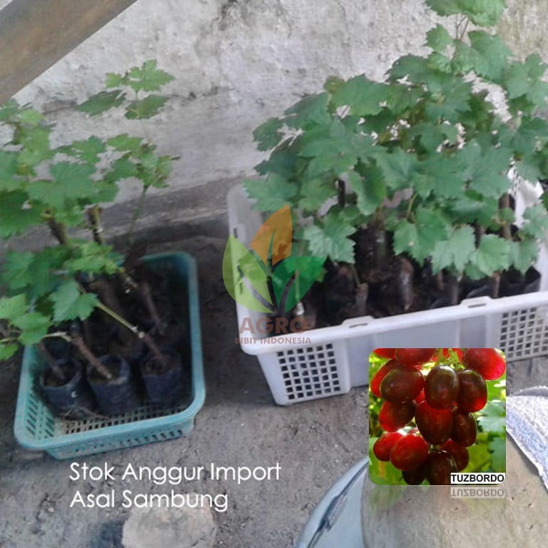 Anggur Import Tuzbordo