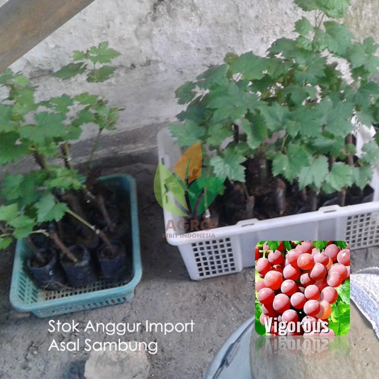 Anggur Import Vigorous