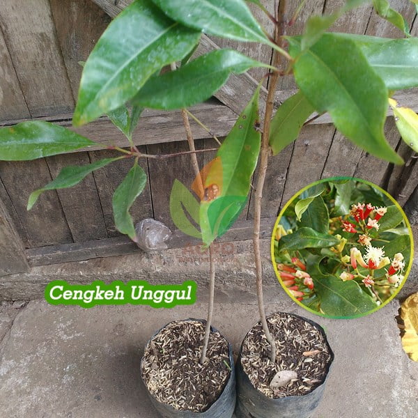 Cengkeh Zanzibar Siap Tanam