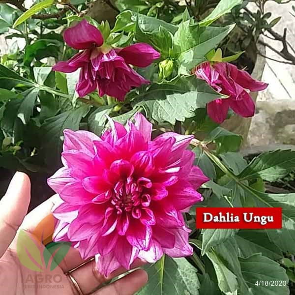 Jual Bibit Bunga Dahlia Ungu Agro Bibit Id