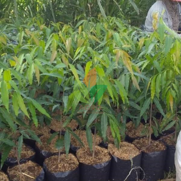 Biji Glodok Pecut Tiang Kupas