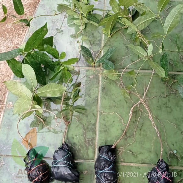 Bunga Mandevilla Kuning