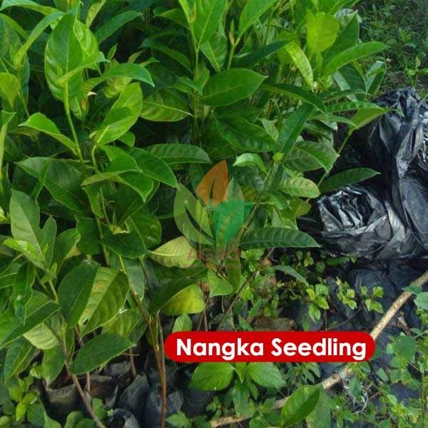 Nangka Seedling / Asal Biji