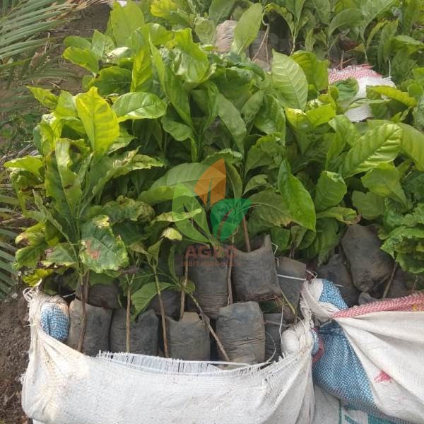 Kopi Arabika asal Biji