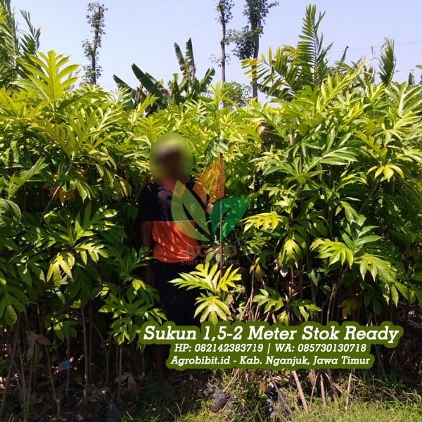 Pohon Sukun Khusus Proyek
