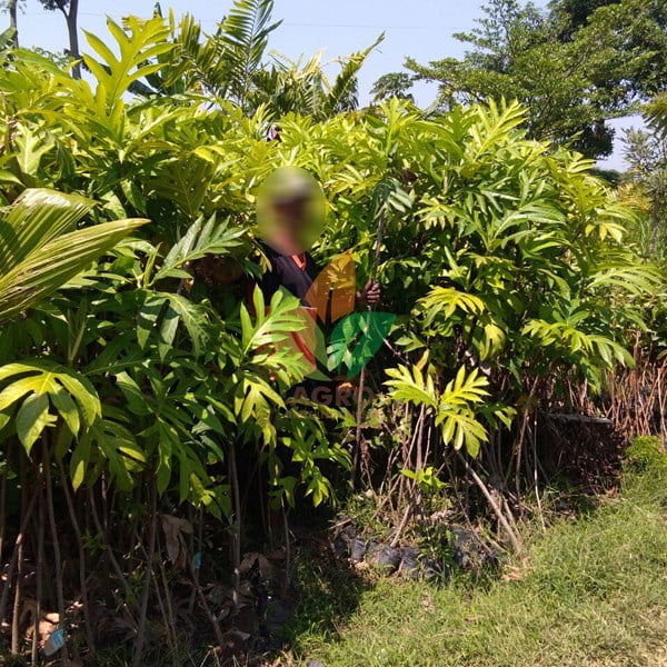Pohon Sukun Khusus Proyek
