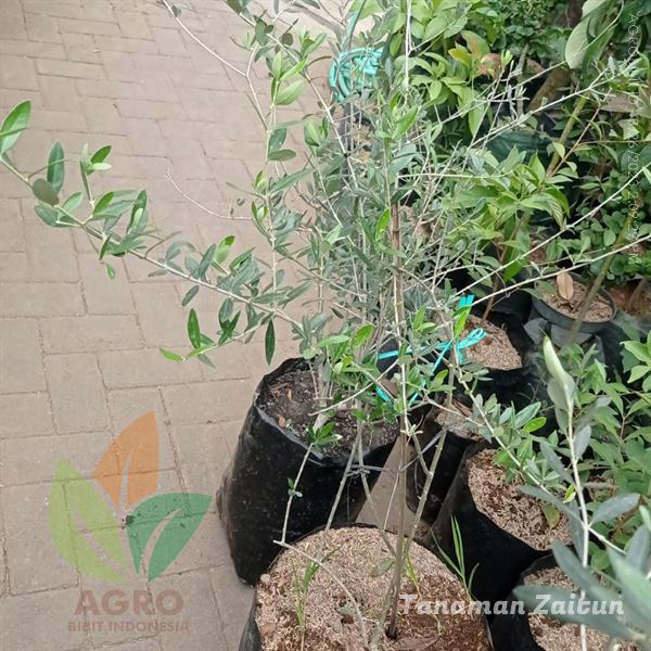 Pohon Zaitun Besar Unggul