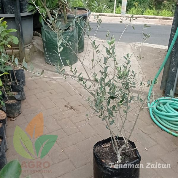 Pohon Zaitun Besar Unggul