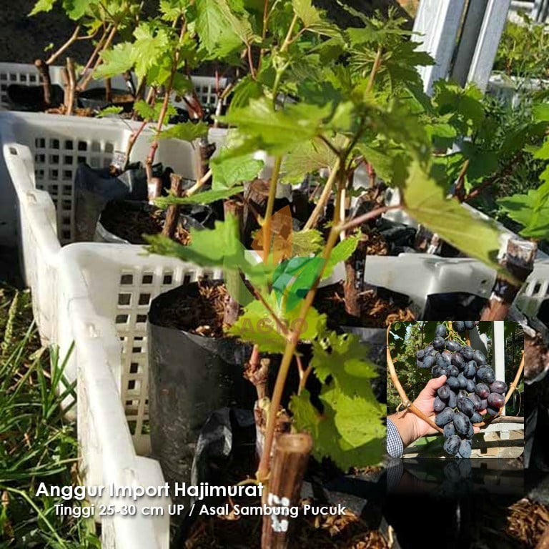 Anggur Import Hajimurat