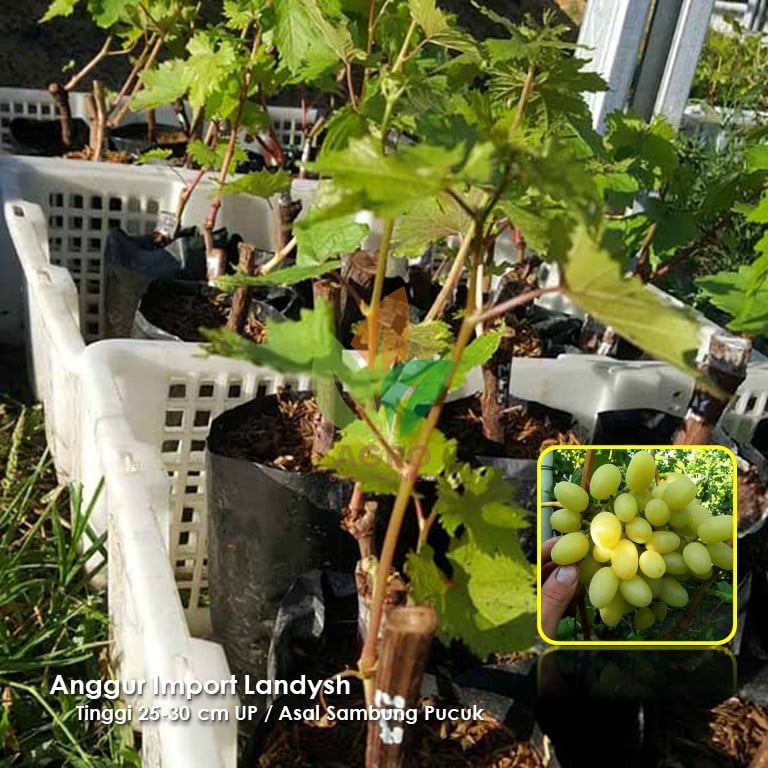 Anggur Import Landysh
