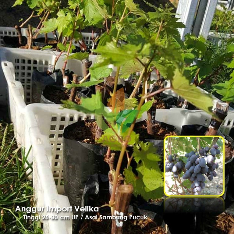Anggur Import Velika