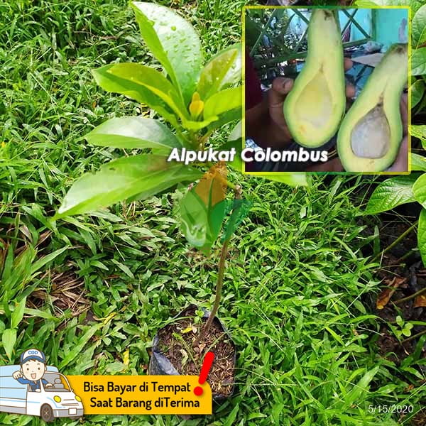 Alpukat Colombus Panjang