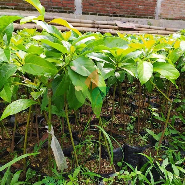 Alpukat Colombus Panjang