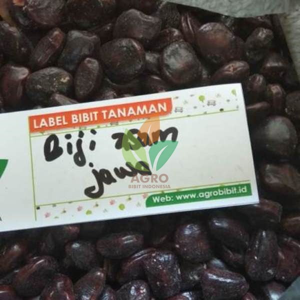 Biji Asam Jawa