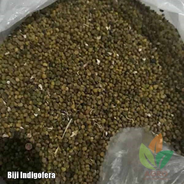 Biji Indigofera Berkualitas