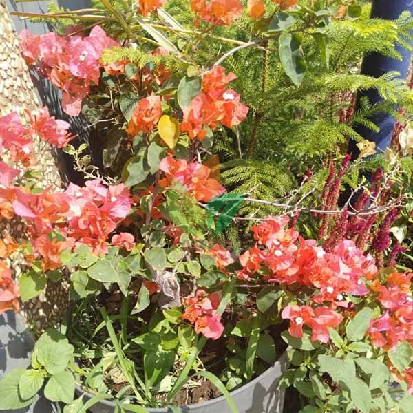 Bunga Bougenville Orange