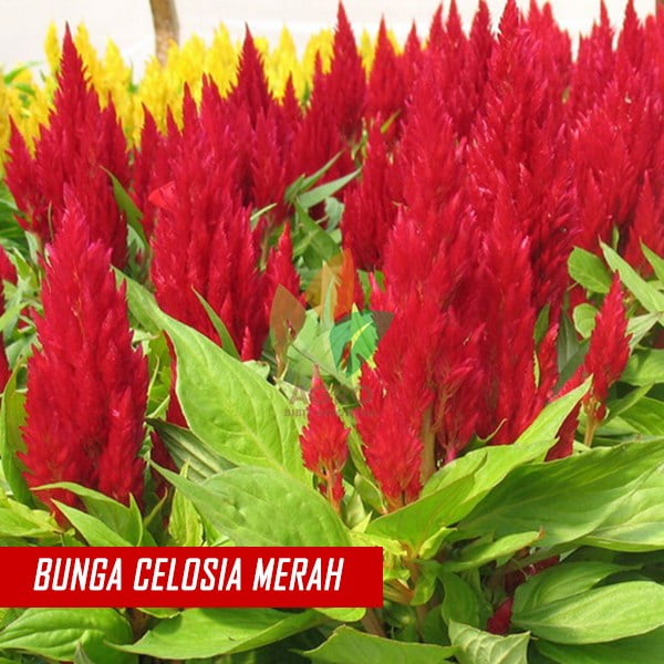 Biji Bunga Celosia Merah