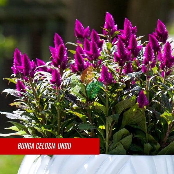 Biji Bunga Celosia Ungu