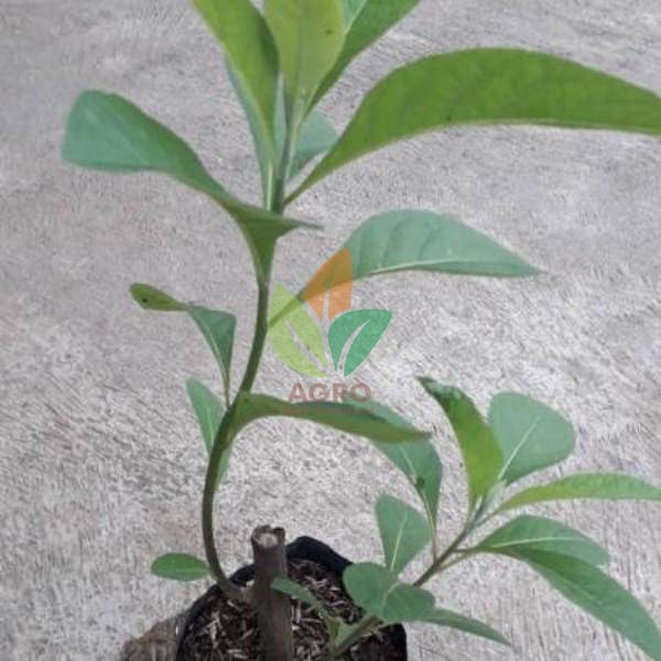 Daun Afrika asal Stek