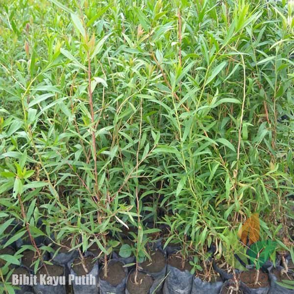 Pohon Kayu Putih asal Biji