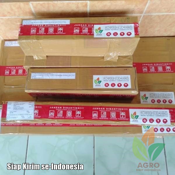 Anggur Import Red Flame Seedless