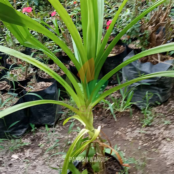 Pandan Wangi untuk Masak
