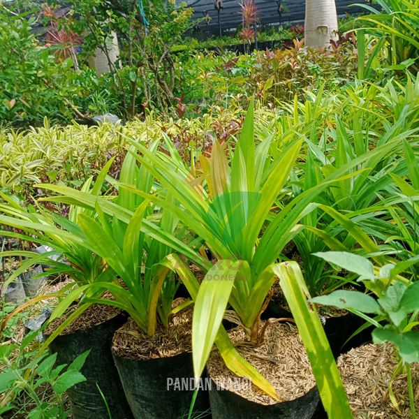 Pandan Wangi untuk Masak