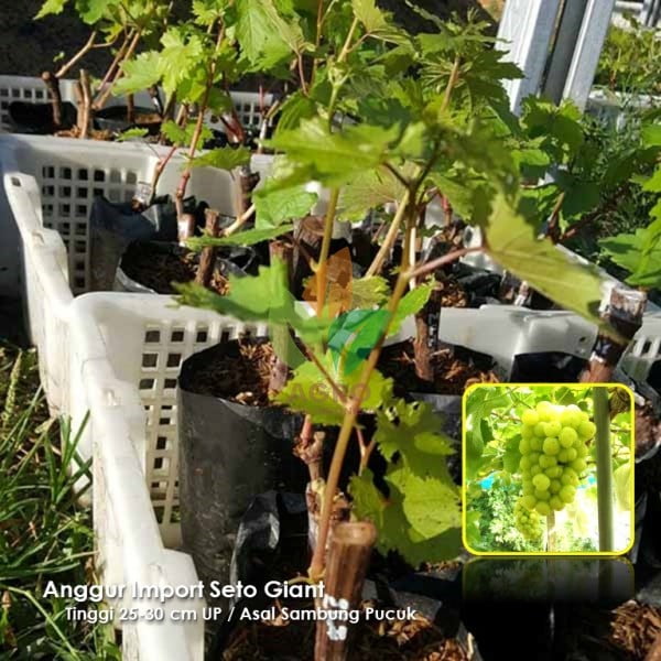 Anggur Import Seto Giant