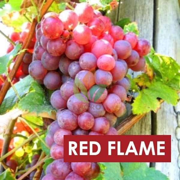 Anggur Import Red Flame Seedless