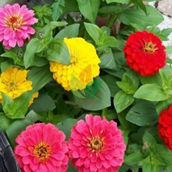 Biji Bunga Zinnia Mix