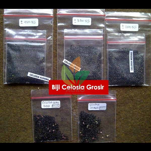 Biji Bunga Celosia Mix