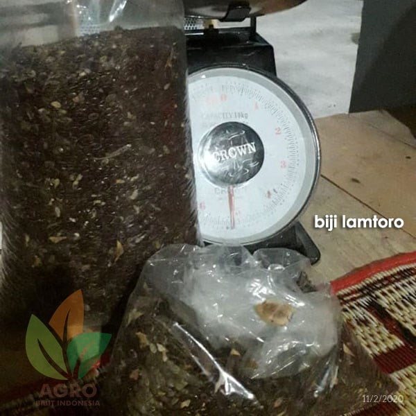 Biji Lamtoro / Pete Cina