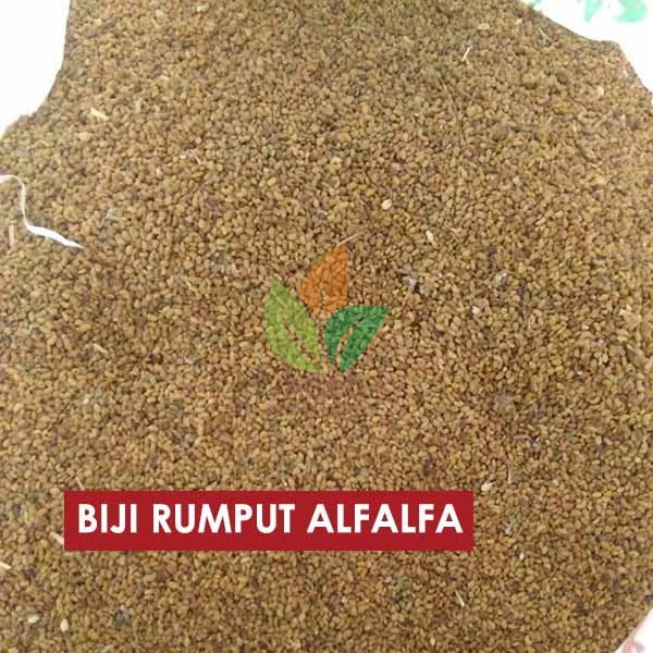 Biji Rumput Alfalfa Arab