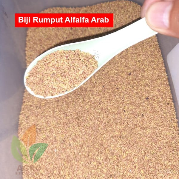 Biji Rumput Alfalfa Arab