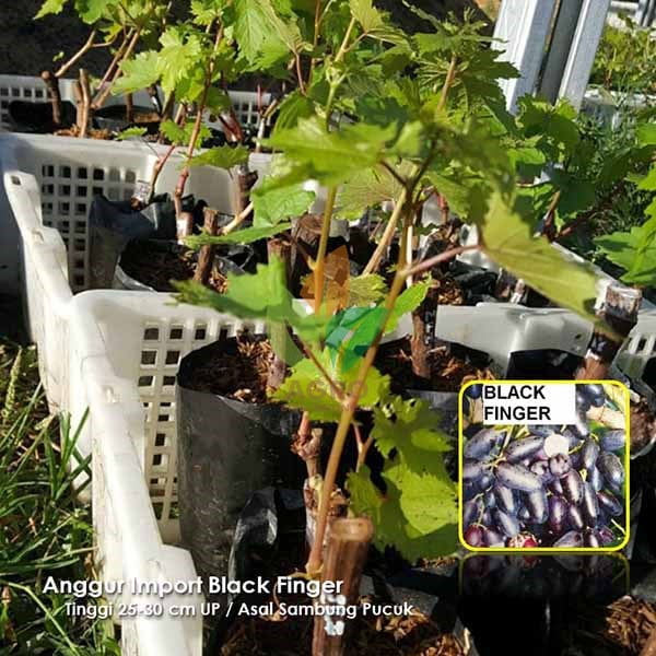 Anggur Import Black Finger