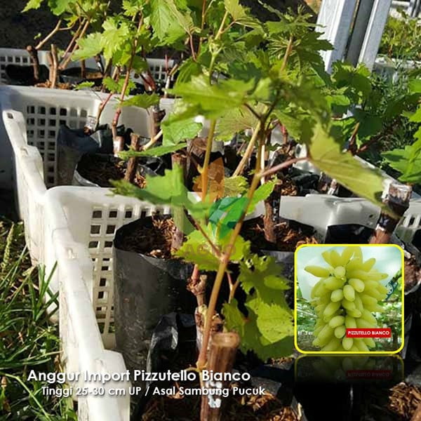 Anggur Import Pizutello Bianco