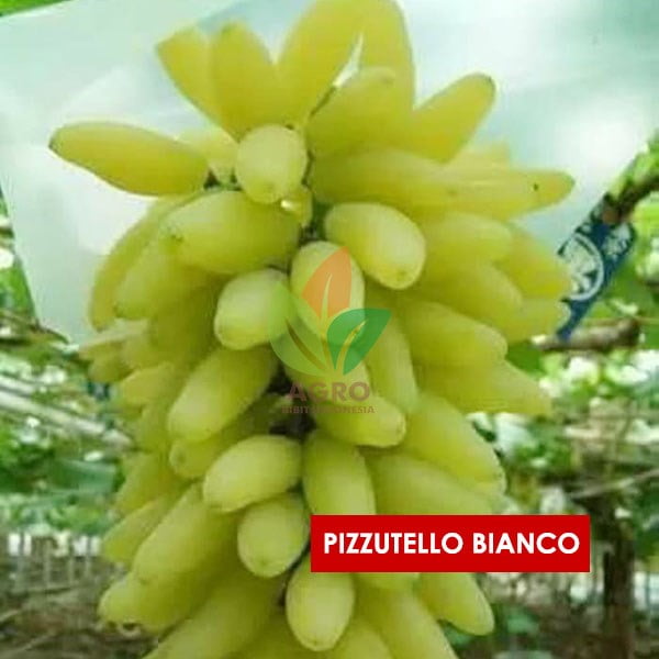 Anggur Import Pizutello Bianco