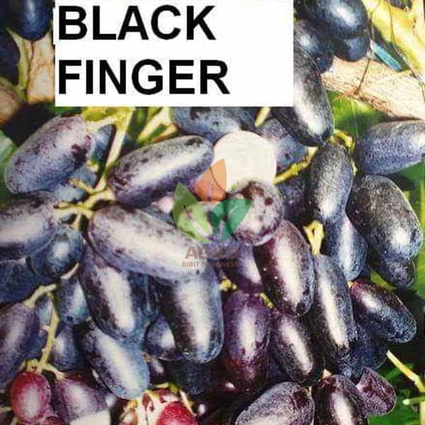 Anggur Import Black Finger