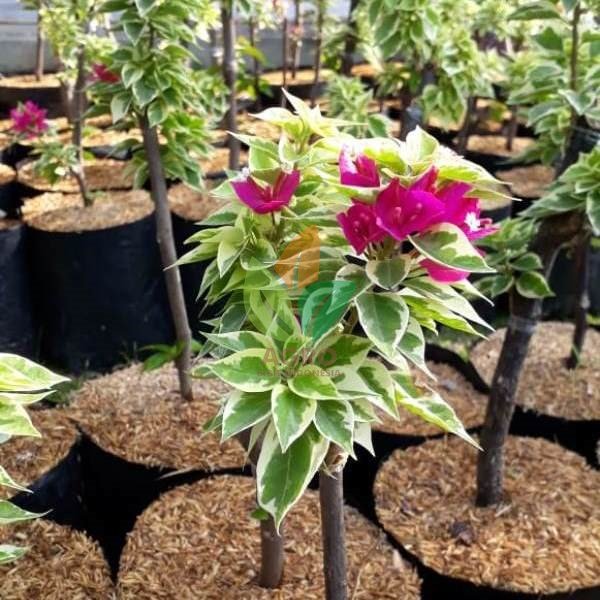 Jual Bibit Bunga Bougenville Singapore | Agro Bibit ID