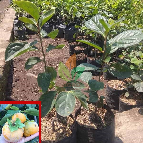 jual bibit kesemek unggul