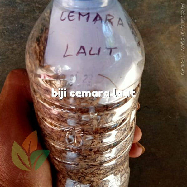 Biji Cemara Laut Kupas