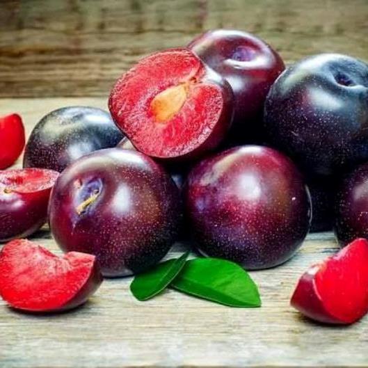 Plum Aussie Siap Tanam