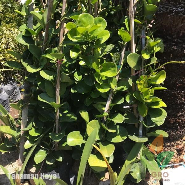 Bunga Hoya Australis