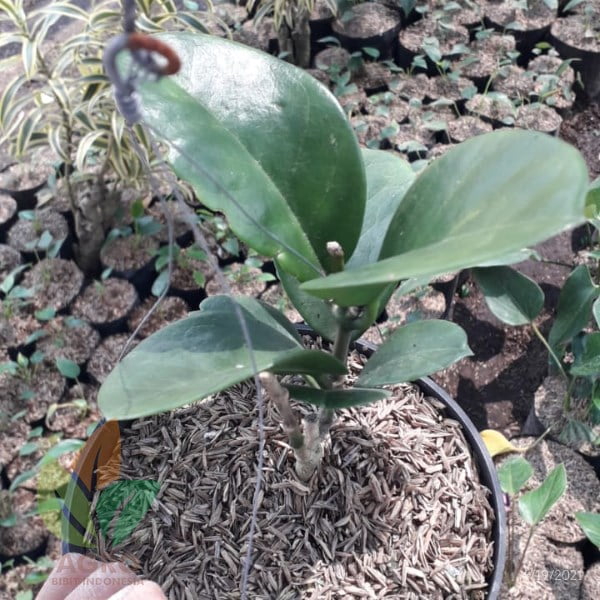 Bunga Hoya Australis